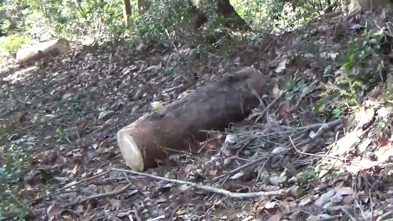 2026-3-1杤原の活動