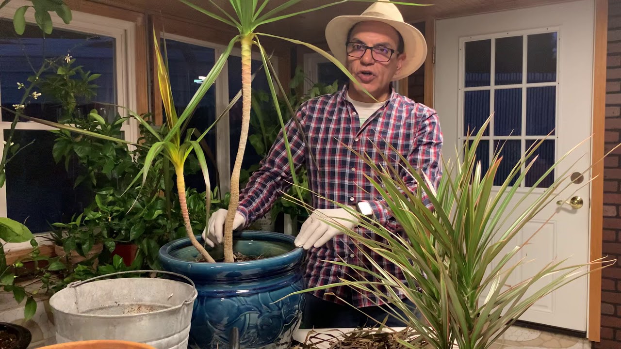 آموزش باغبانى با صابر پرورش و نگهدارى گياه زيبائى دراسنا how grow Dracena plant