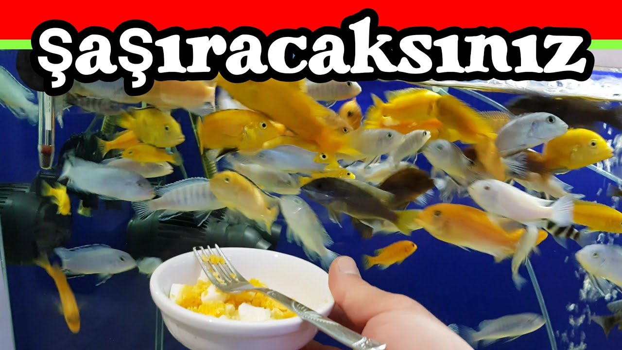 CİKLET BALIK ÜRETİMİNİ HIZLANDIRAN YEMLER, akvaryum balıkları