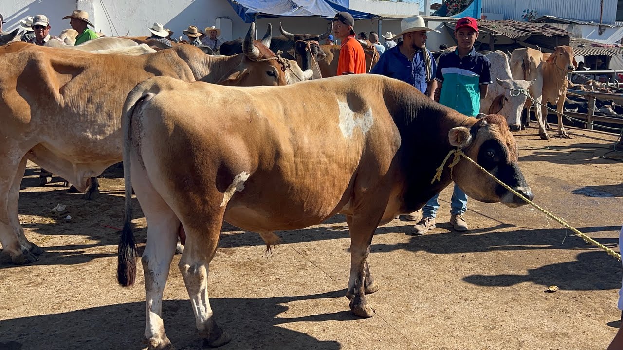 Chulada de toro jersey que había llegado al tiangue de Cedros 