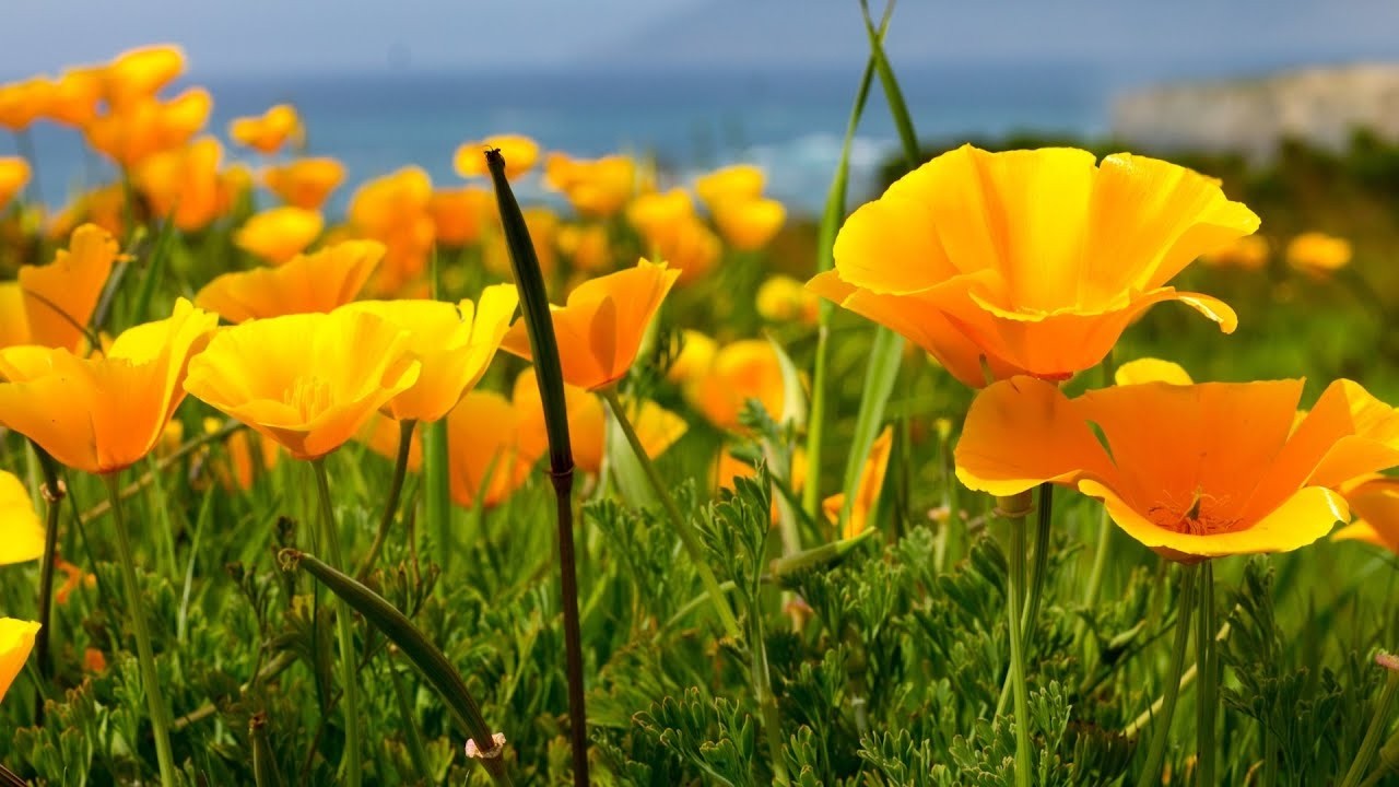 Spring Along the Golden California Coast, Hymns, Relaxing Music arrangements by Tim Janis
