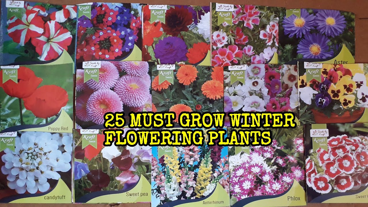 25 MUST GROW WINTER FLOWERING PLANTS FROM MY SIDE