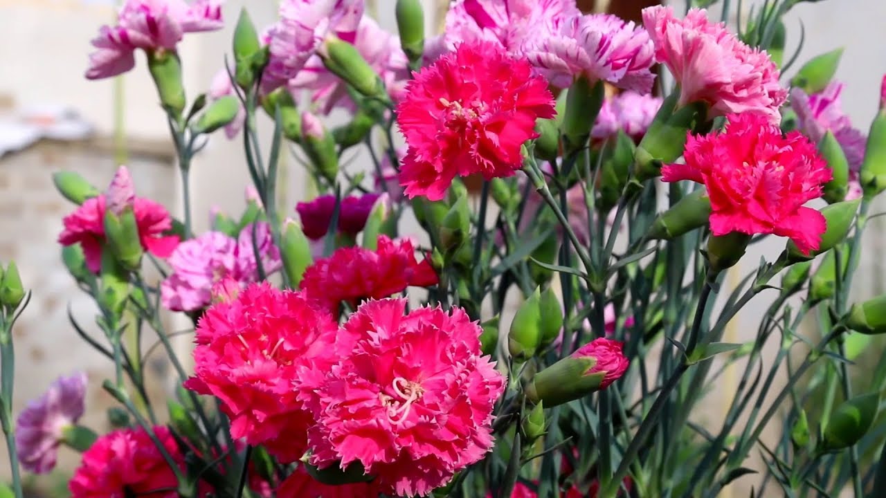 Carnation flowers in Gamalon and their care | Urdu/Hindi
