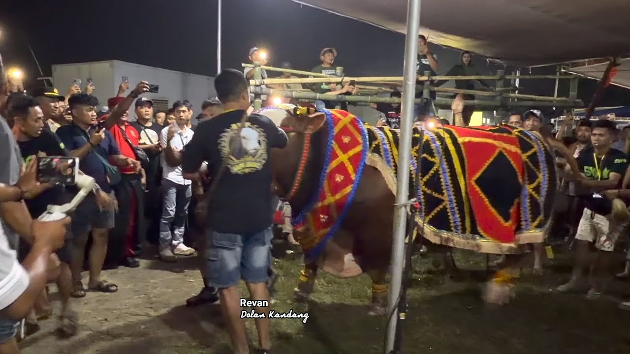 SAPI TERBESAR DI INDONESIA 2025 🔥🔥