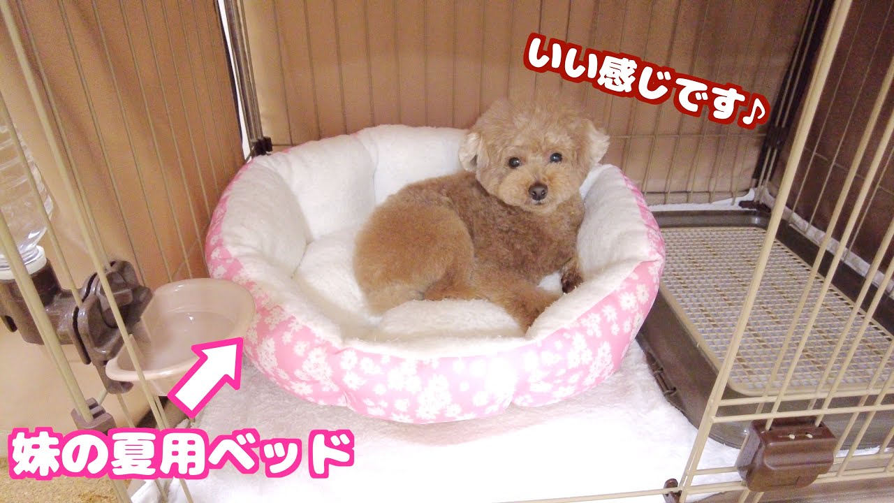 妹犬のベッドを夏用にしたら本人より先にちゃっかり寝心地を確かめる兄犬
