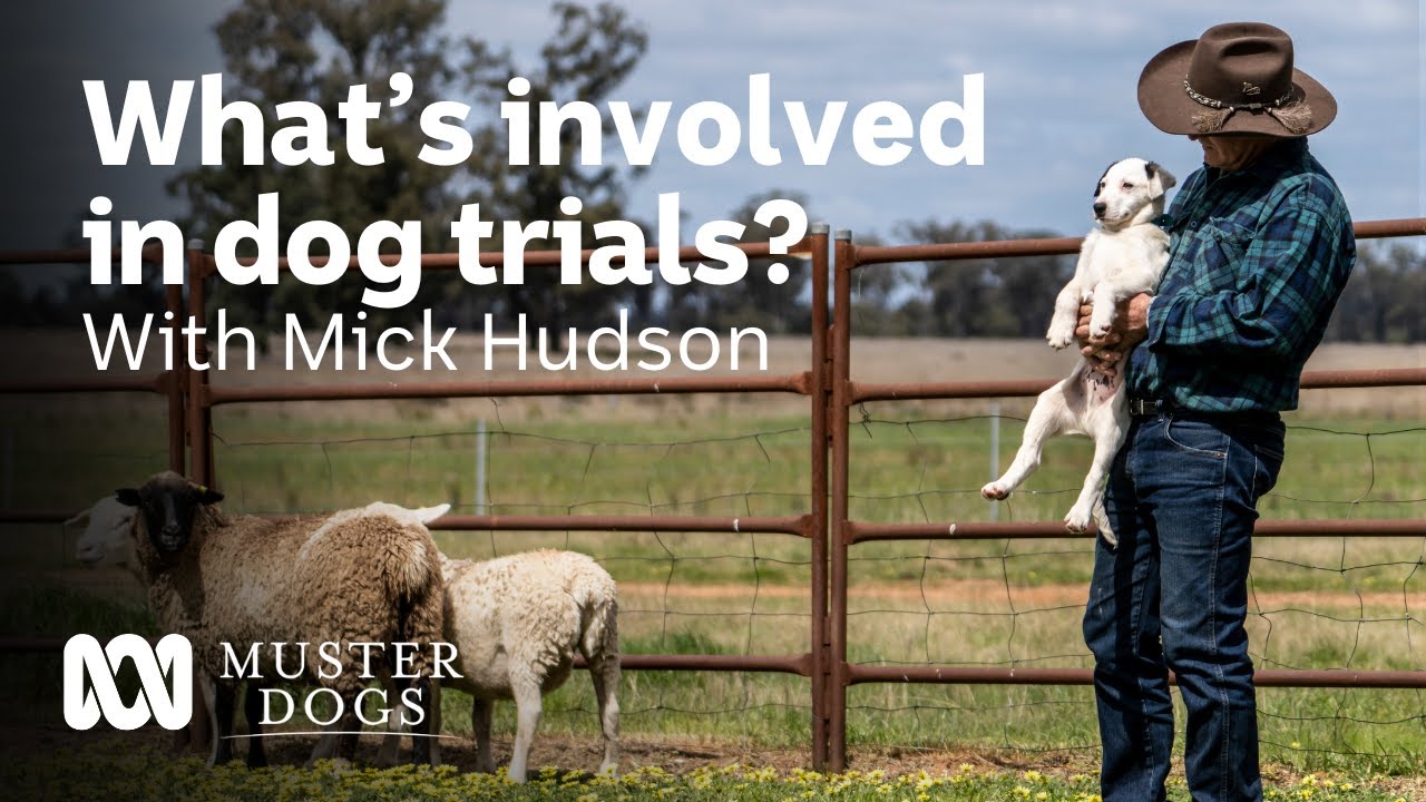 What&rsquo;s involved in dog trials? With Mick Hudson | Muster Dogs | ABC Australia | ABC Australia