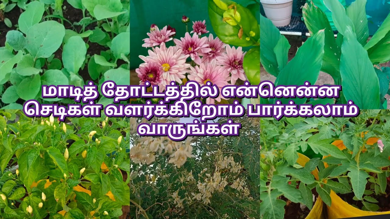 மாடித் தோட்டத்தை சுற்றிப் பார்க்கலாம் வாங்க Terrace garden visit.