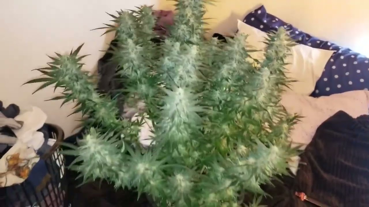 Auto flower from growers choice seeds.