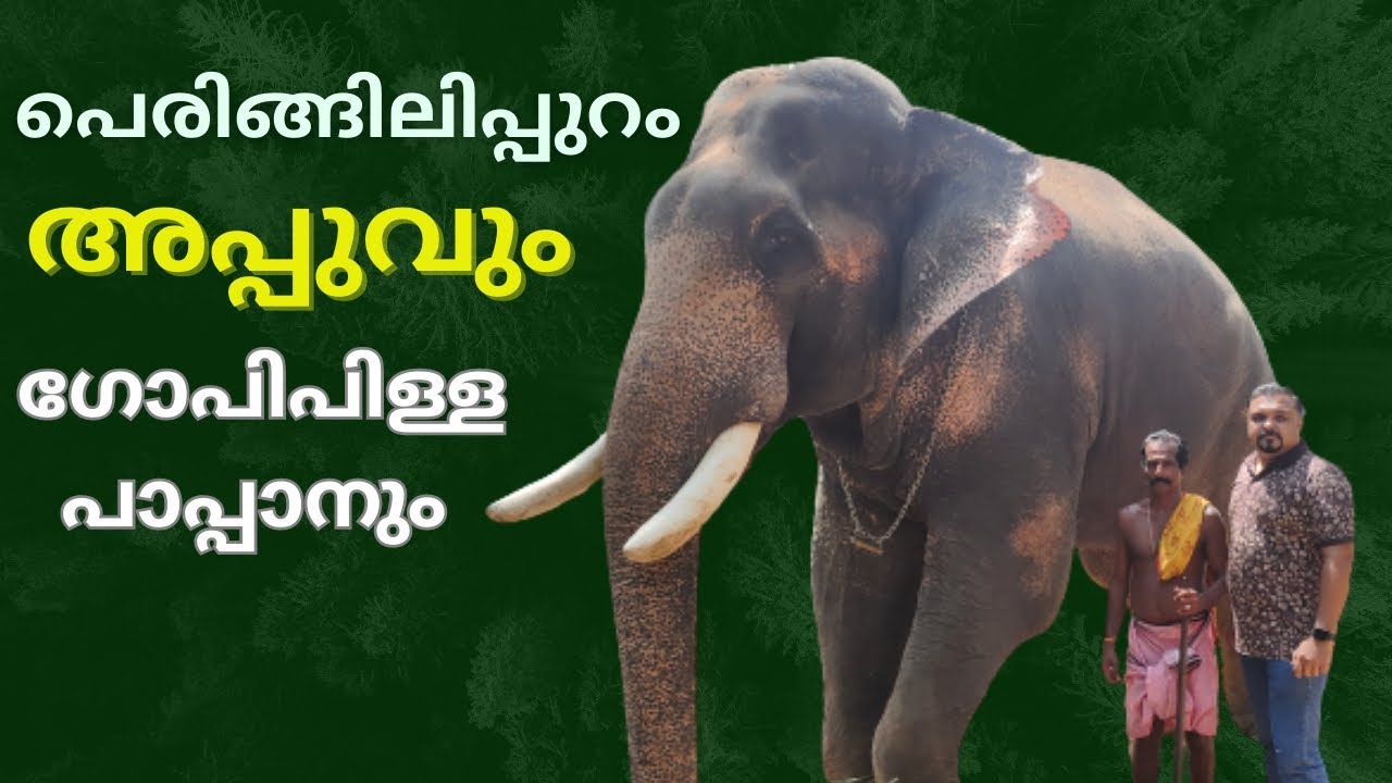 പെരിങ്ങിലിപ്പുറം അപ്പു | Peringilipuram Appu | Kerala Elephant  | Devaswom Elephants Kerala