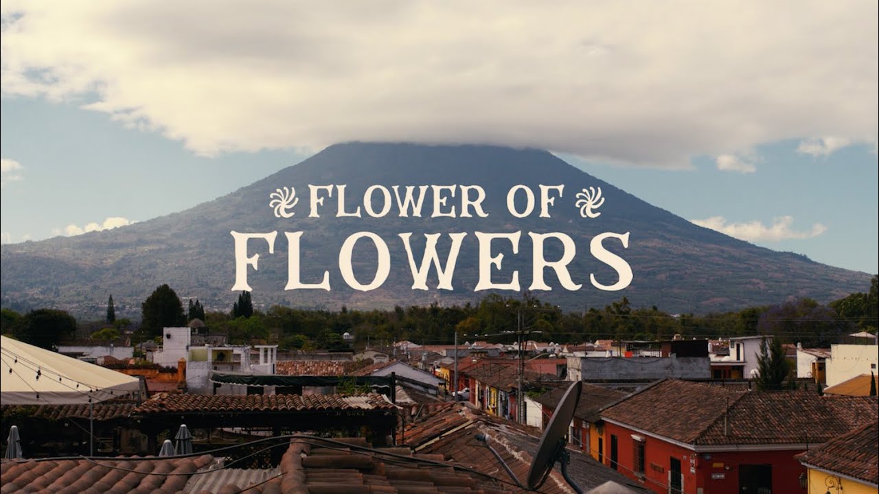 Flower of Flowers | Farm League & Stumptown Coffee