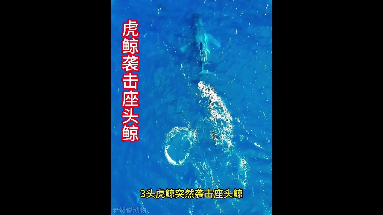 三頭虎鯨襲擊一對座頭鯨母子，40噸的雄性座頭鯨在一旁保駕護航 #野生動物零距離 #動物世界 #動物的迷惑行為 #虎鯨 #座頭鯨