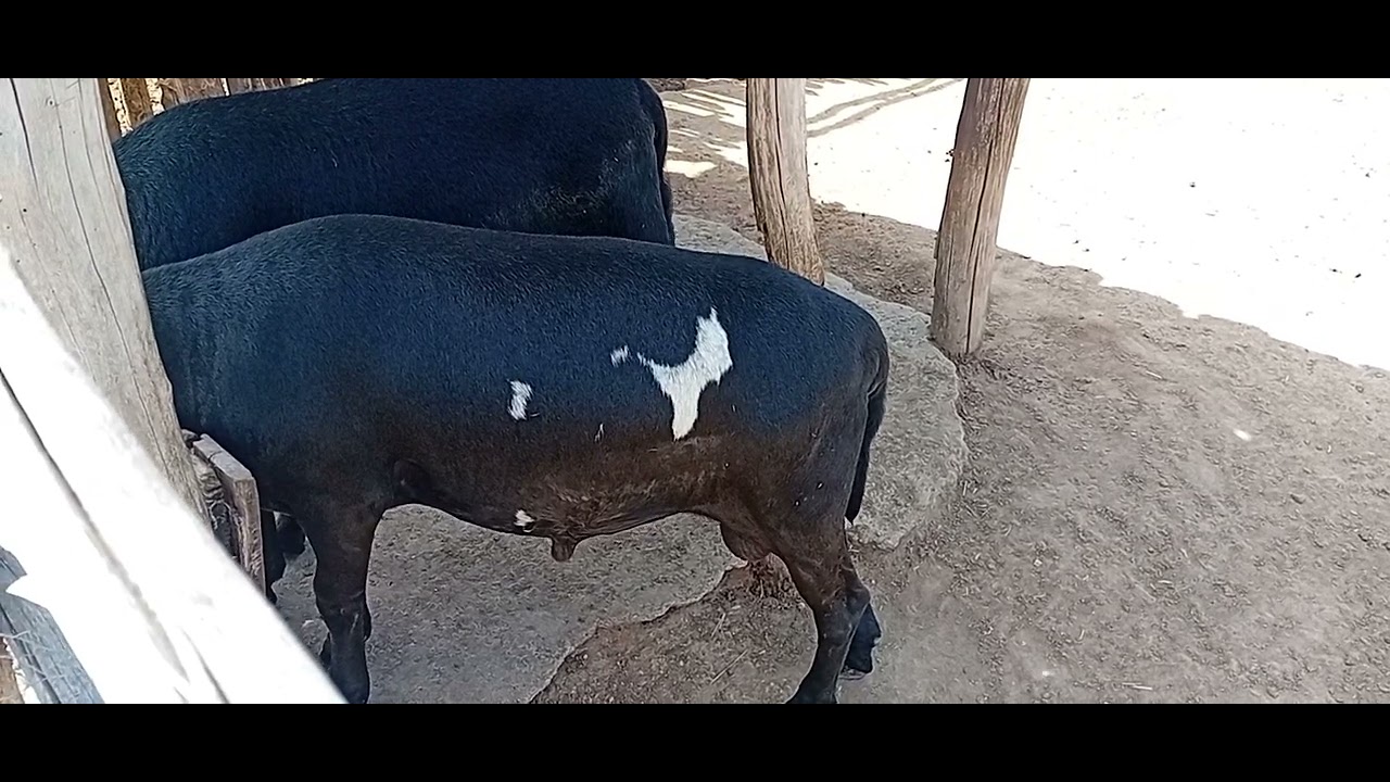 Como fazer seus borregos engordar 500g por dia!