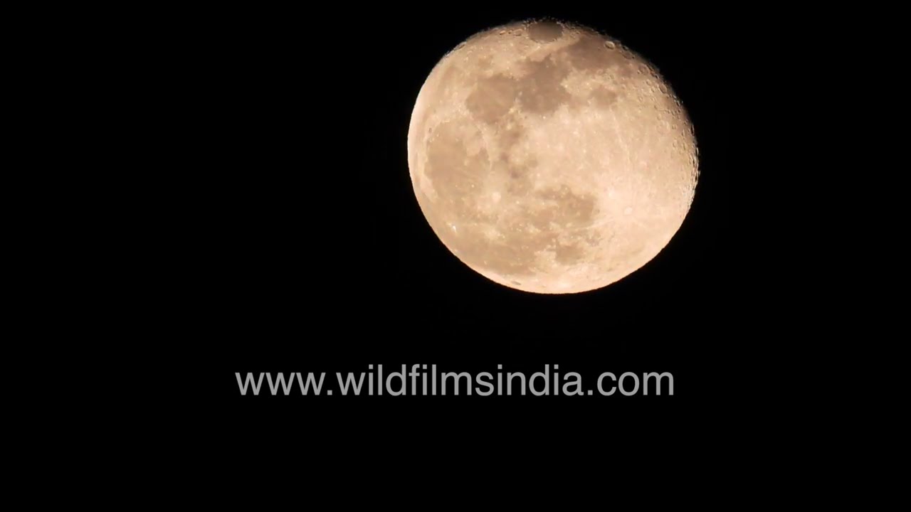 A spectacular supermoon rises over the dense Himalayan forests of Jabarkhet Nature Reserve