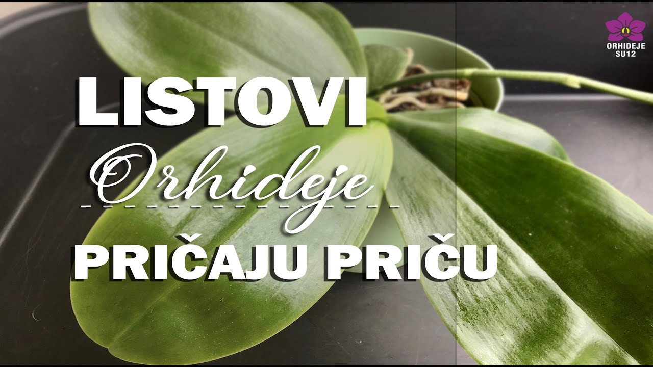 Kako prepoznati što nije uredu sa listovima orhideje Phalaenopsis