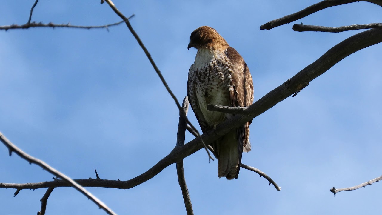 Saw a lot of wildlife hiking off-trail in Lamar - Yellowstone National Park