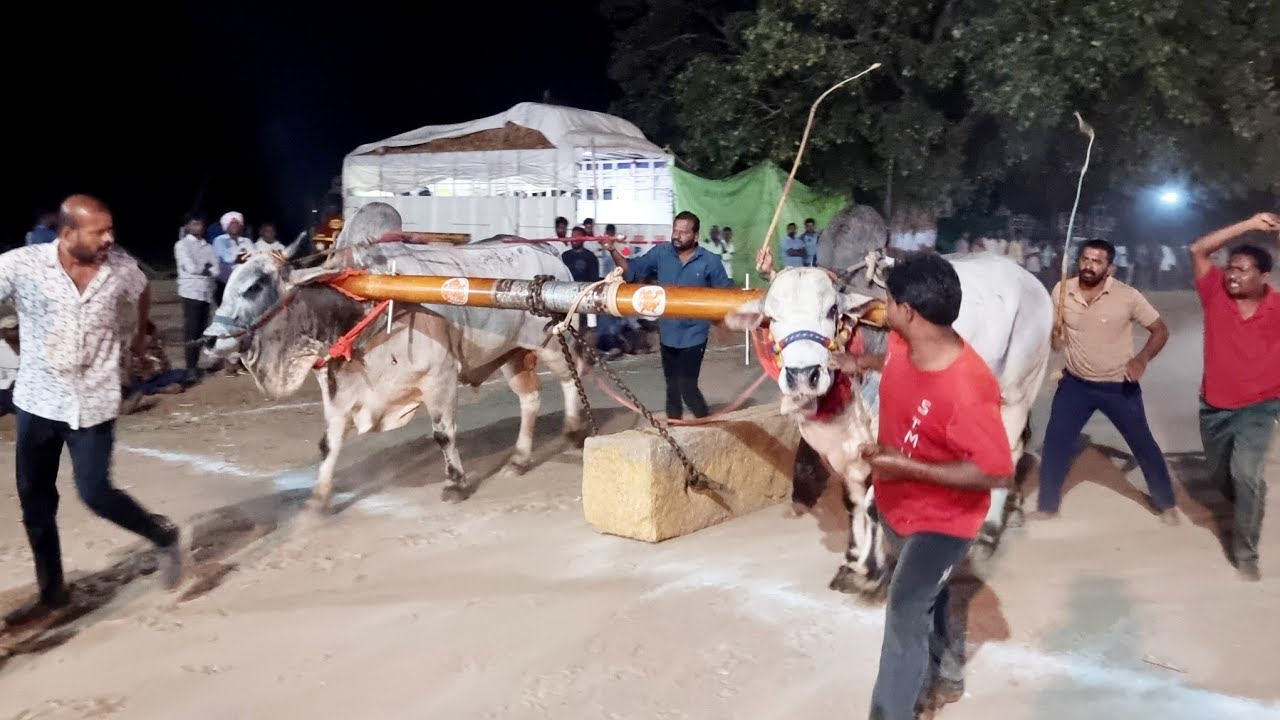 మామిళ్ళపల్లి సీనియర్ విభాగం బండలాగుడు పోటీల 9వ జత కాసానేని రాజా చౌదరి & కుందూరు రాంభూపాల్ రెడ్డి