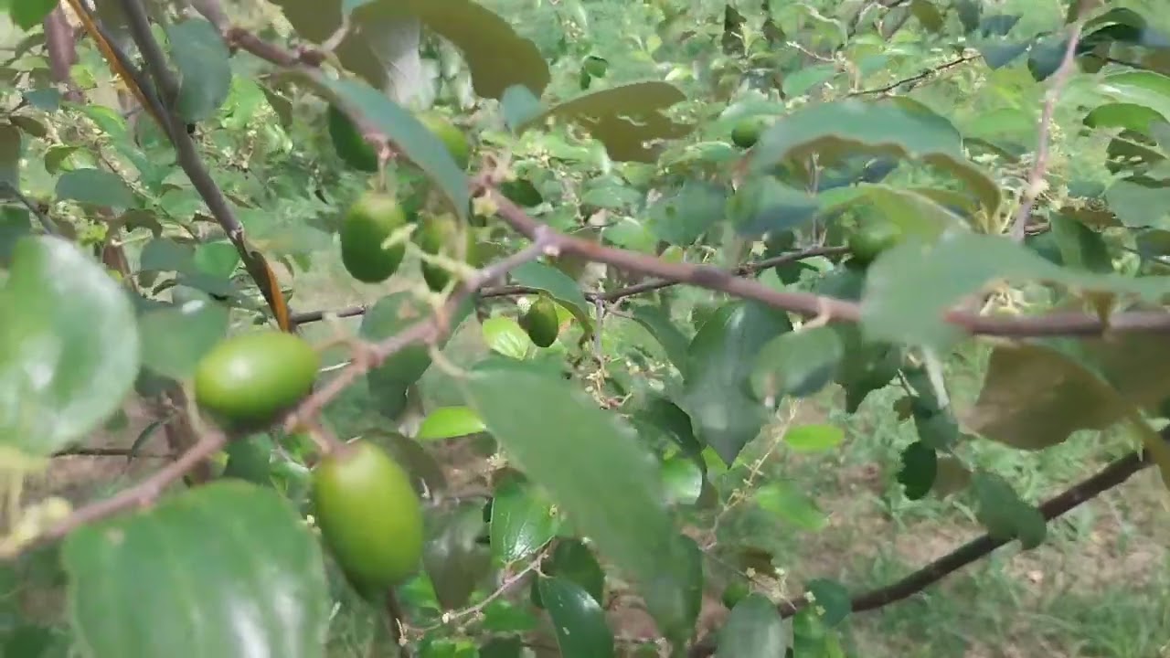 ไปชมสวนพุทราสามรสที่สวนที่สุดสวนหนึ่ง!!สวยมาก