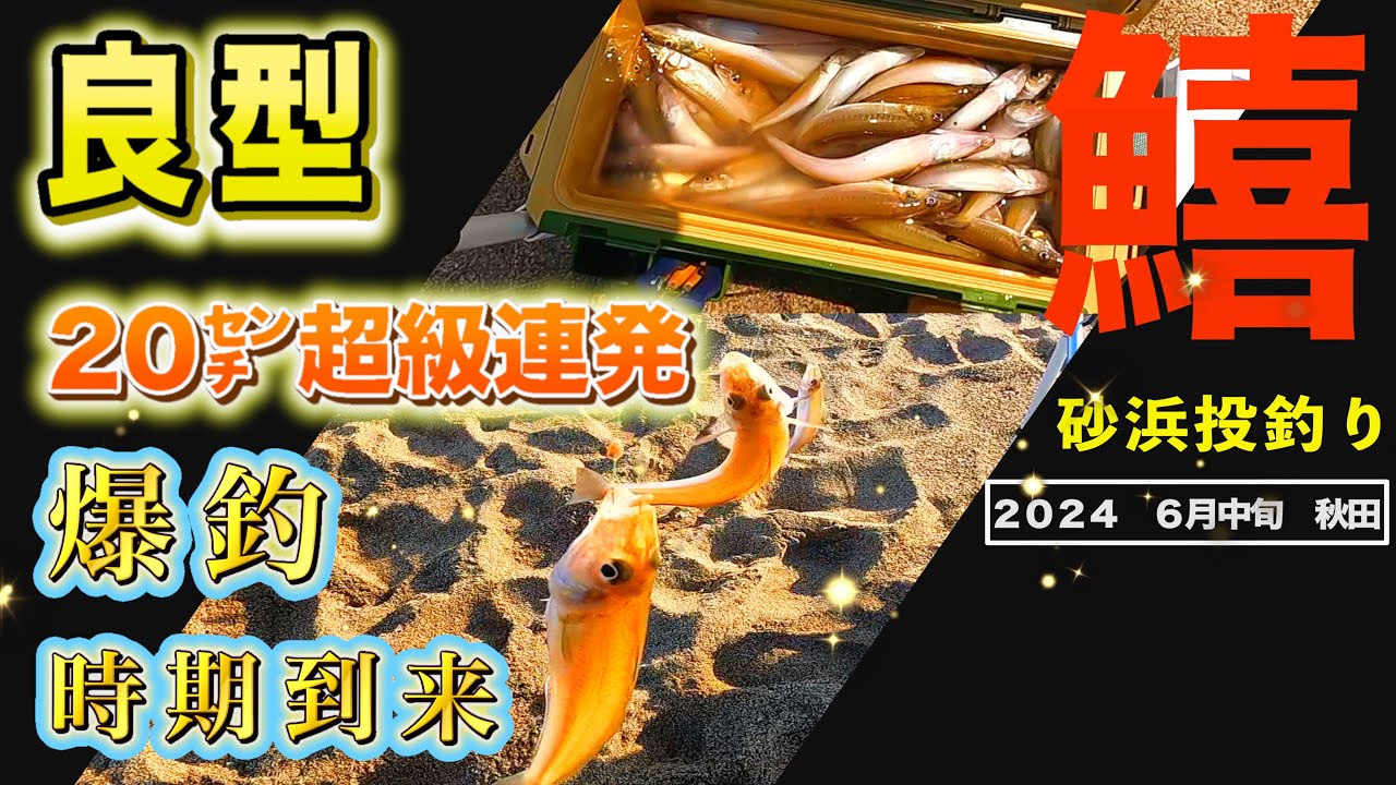 【キス釣り】良型数釣り開幕！秋田キス釣りサーフ！