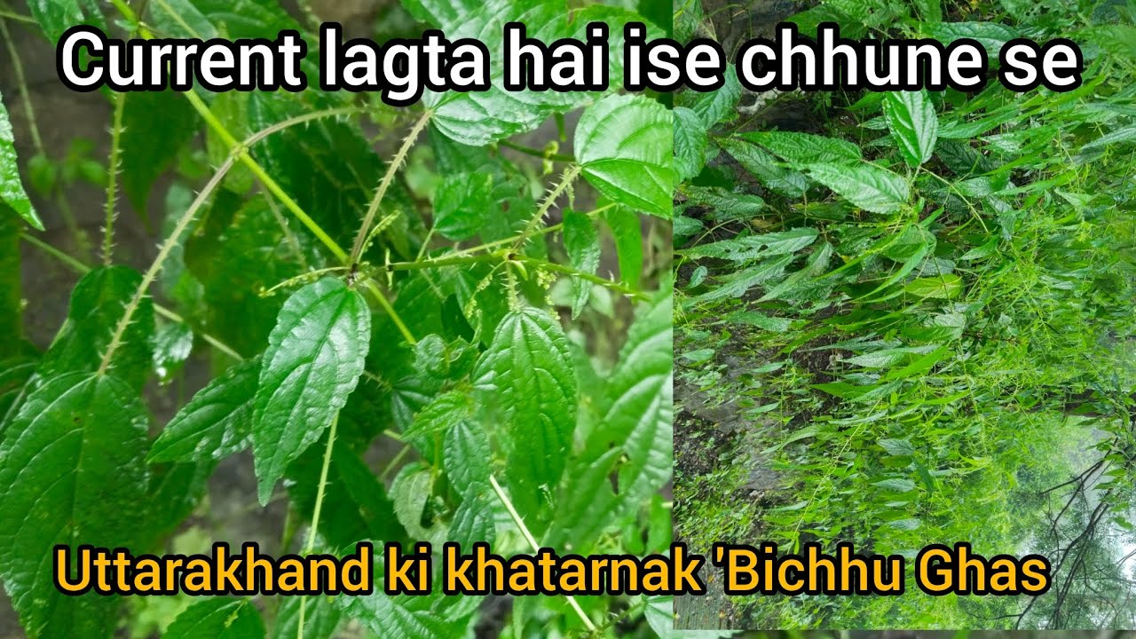 Current lagta hai ise chhune se⚡ Uttarakhand's Most Dangerous Plant #nishuvlogsntl #vlog 