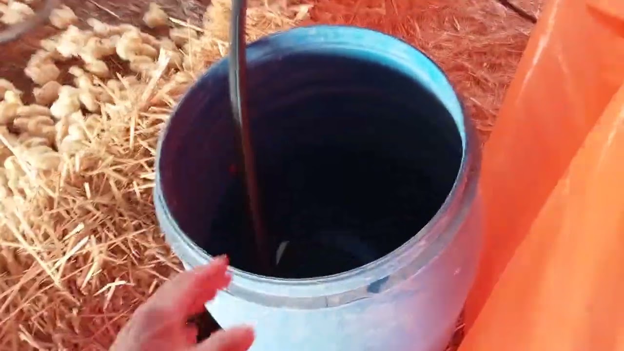 #طريقة تربية الكتاكيت في مرحلة الحضانة 🐣🐤🐥