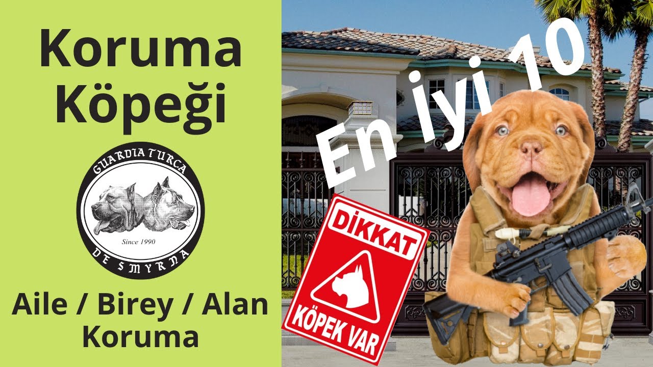 En İyi 10 Koruma Köpeği