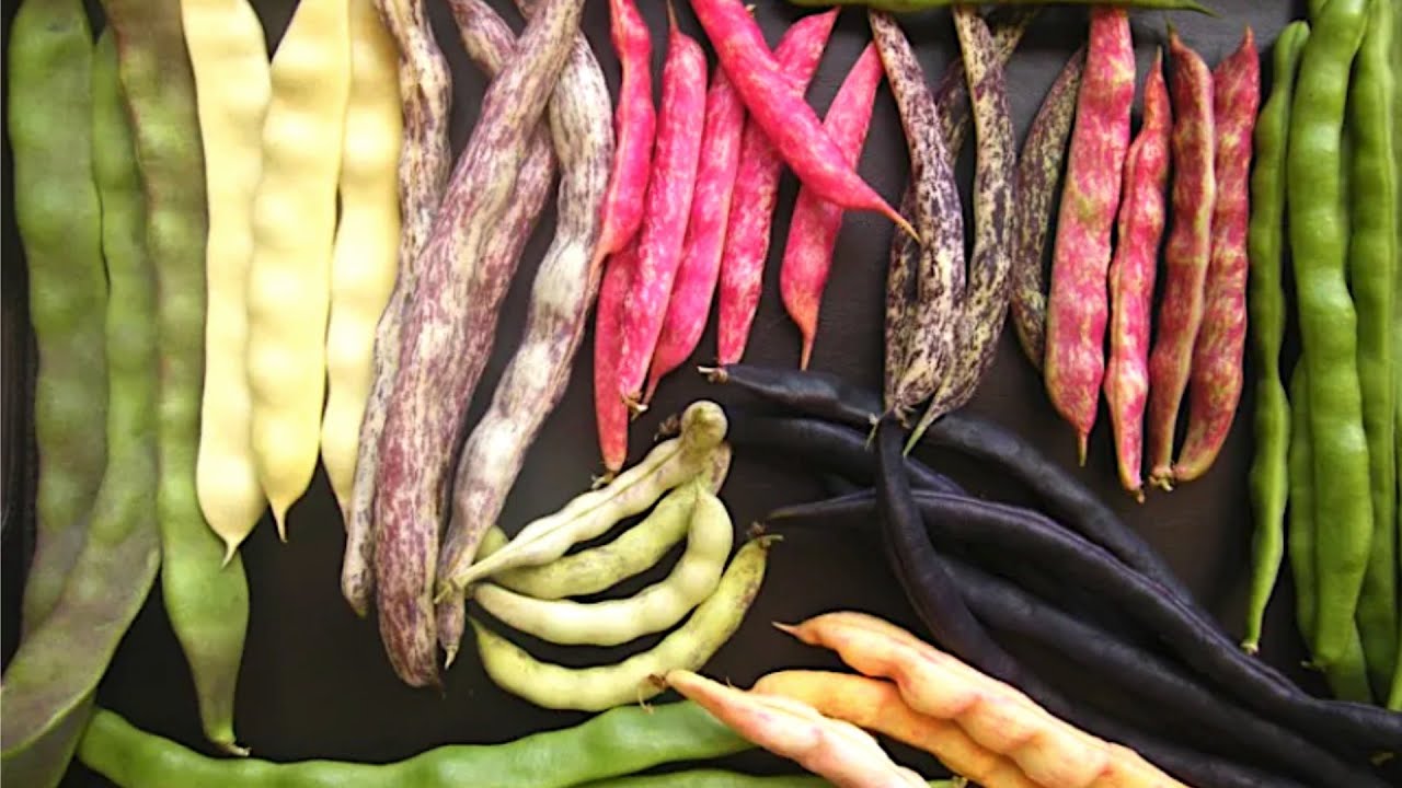 MEGA COMPARATIF HARICOTS NAINS ET A RAMES