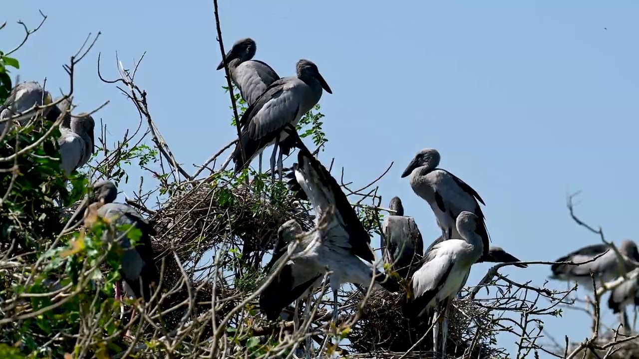 We Explored Bird Wild Hiding The Secret Of Nature For You  Bird Crane at Avian So Beautiful and Rare