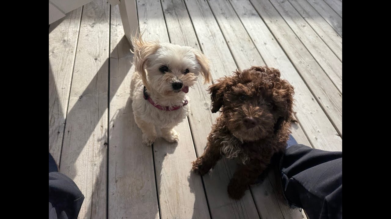 Training a Lagotto Romagnolo