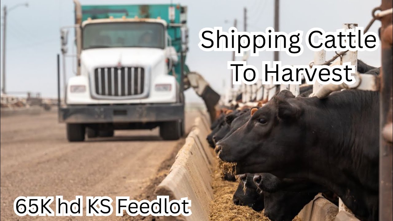 How a 65,000 Head Kansas Feedyard Ships Cattle to Harvest-  Fairleigh Feedyard, Scott City KS