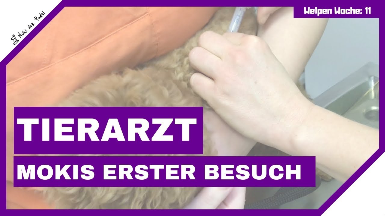 Moki das erste Mal beim Tierarzt - Zwergpudel Welpe Doku