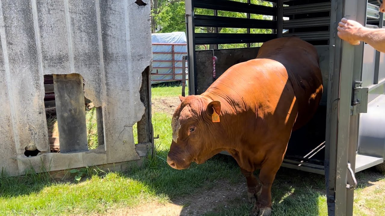 Turning out some South Poll Bulls