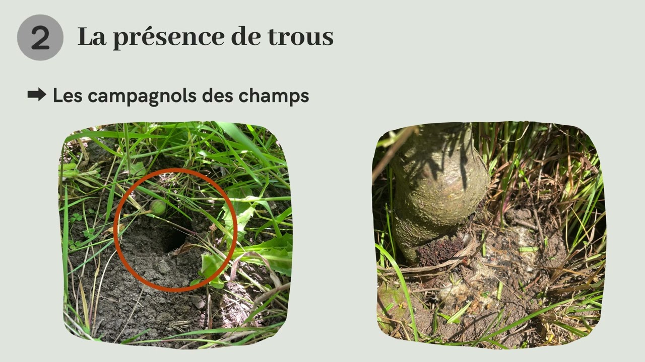 Reconnaître les campagnols dans les vergers