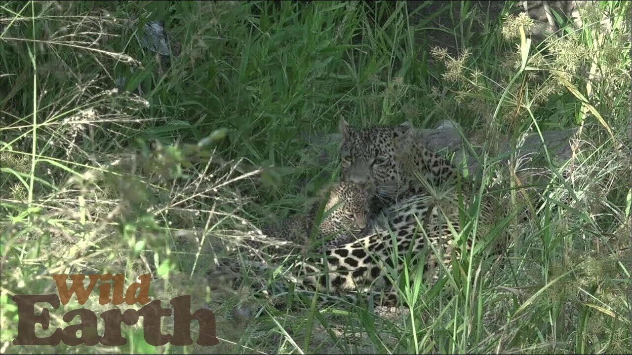 Tlalamba Mama