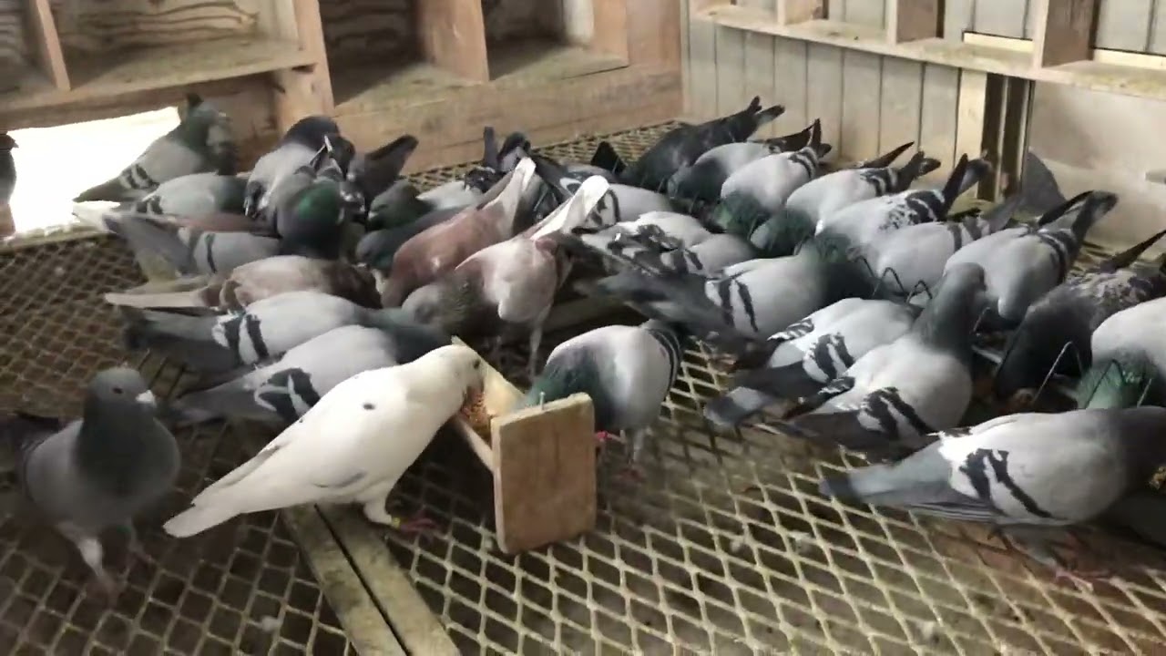 Racing pigeons 2023 February