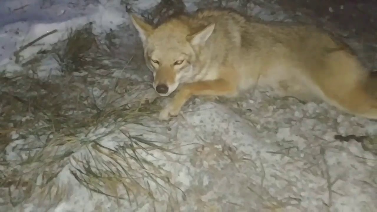 Power bedding traps for cold weather coyote trapping
