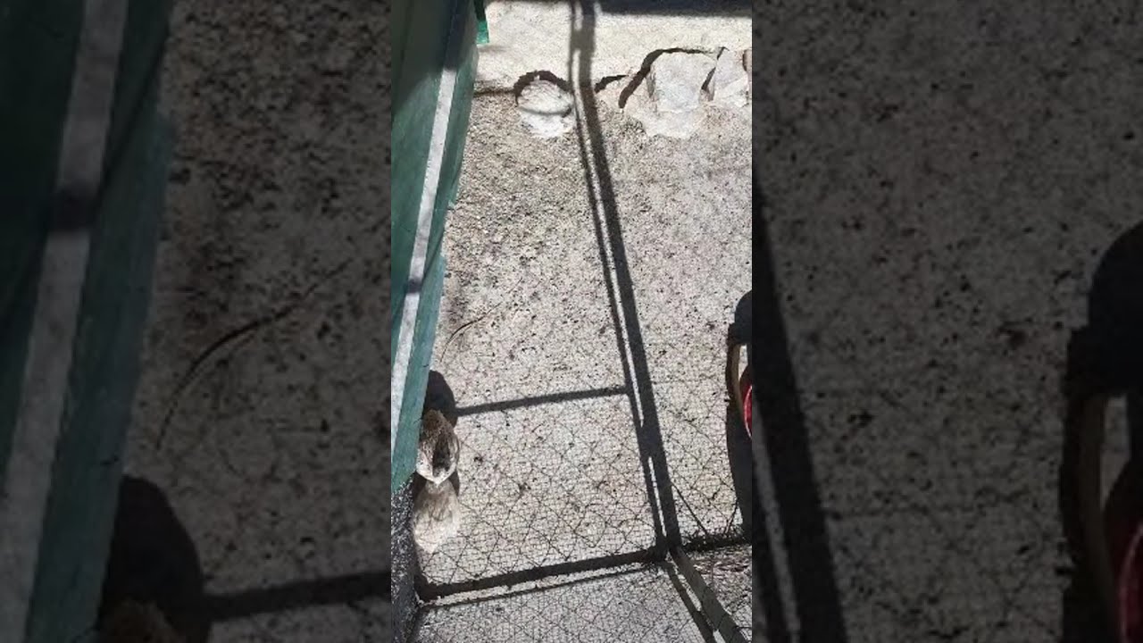 Quaglie dal vivo