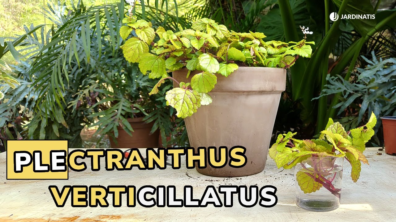 PLECTRANTHUS VERTICILLATUS: La planta del dinero occidental // Jardinatis