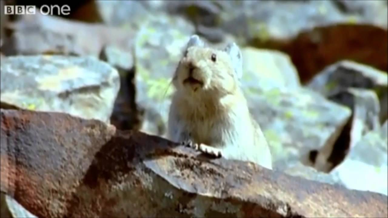 Best of... BBC Talking Animals