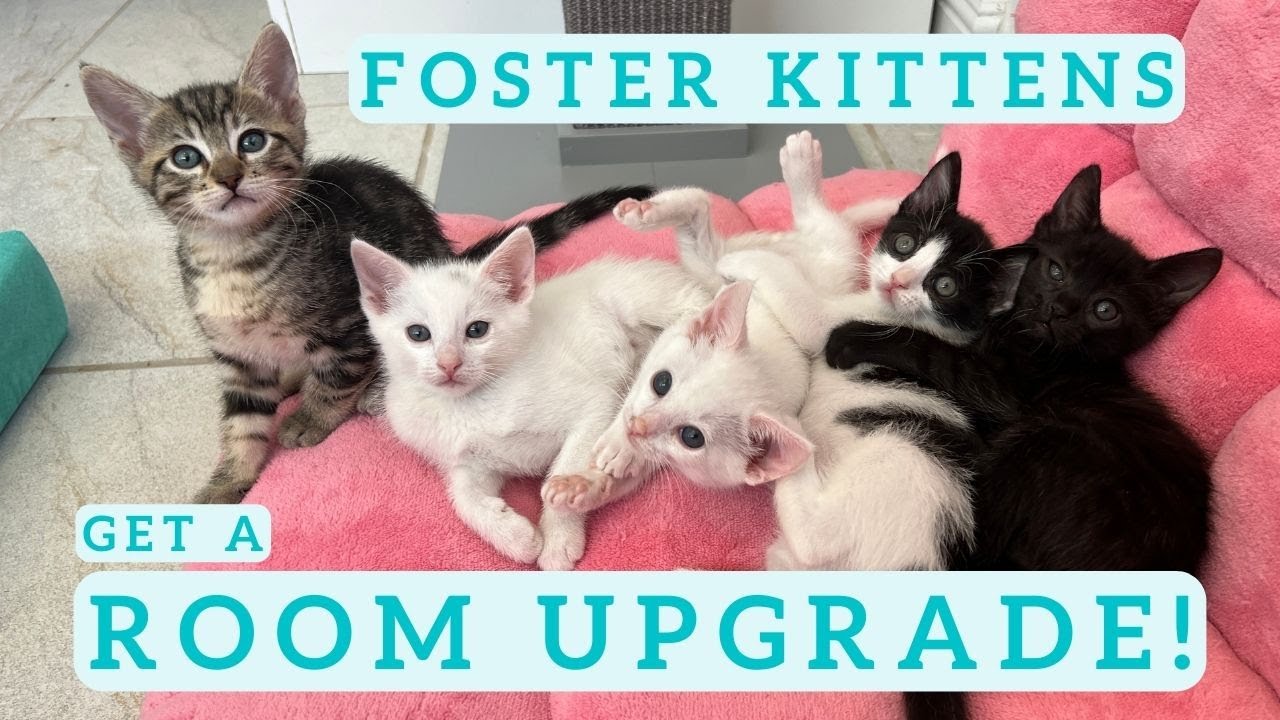 Foster Kittens Exploring Their New Room (SO CUTE)