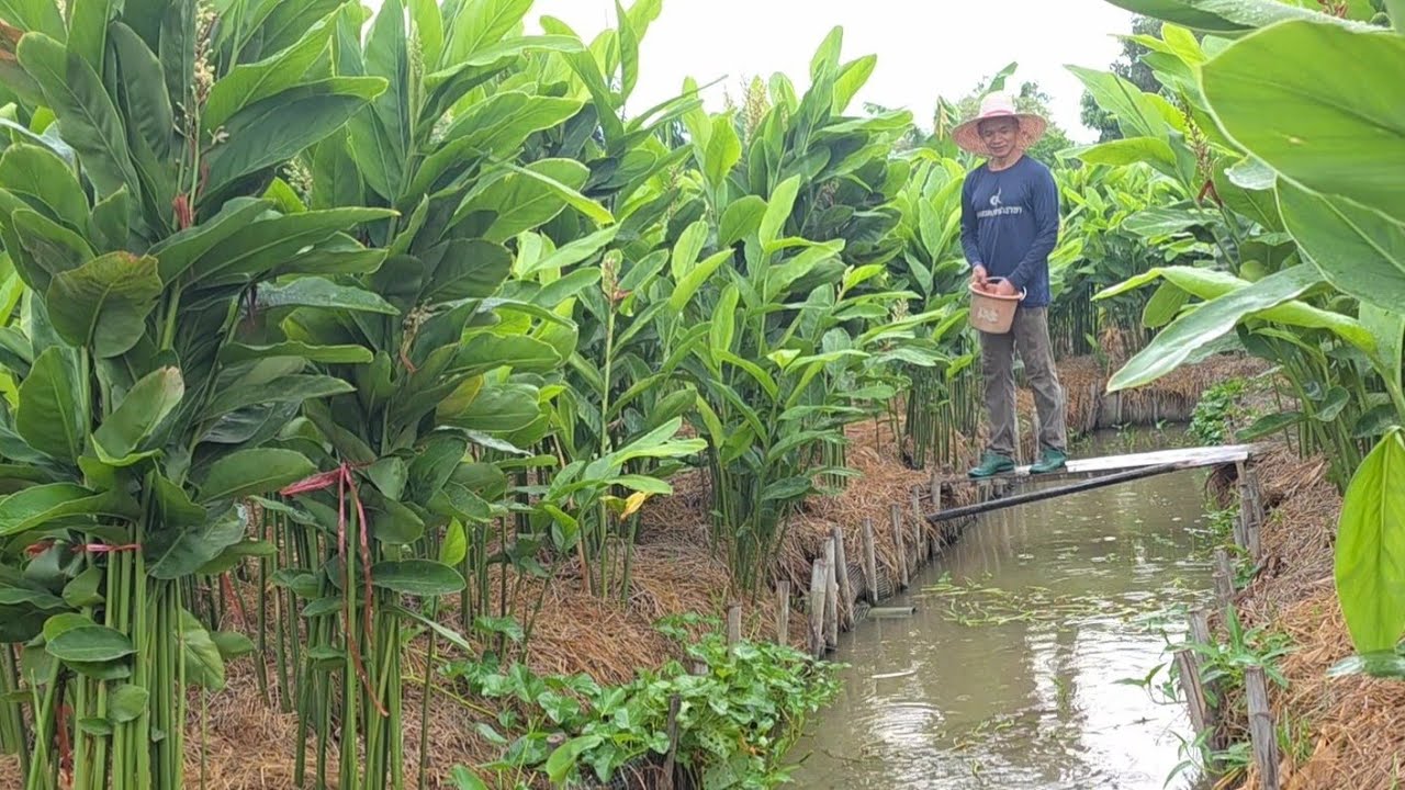 พื้นที่ 3 งาน สร้างรายได้หลายแสนต่อปี!! ทำมา 4 ปี ได้ทุกปีไม่มีขาด!! พื้นที่น้อยแต่เน้นๆ