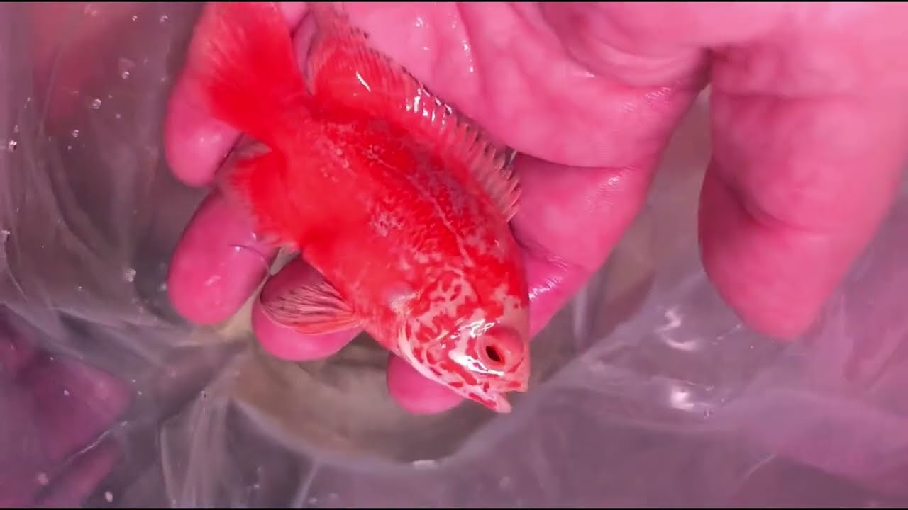 VAMOS VER COMO ESTÁ OS AQUÁRIOS E PEIXES .....