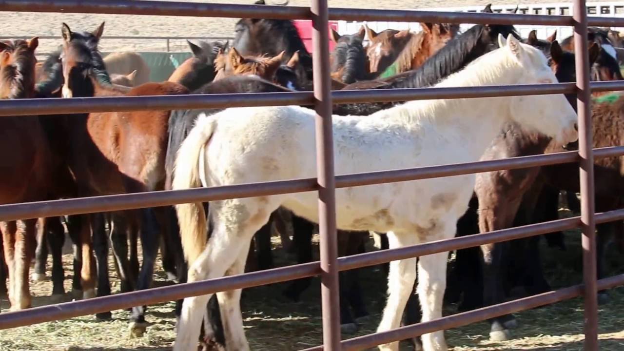 Palomino Valley Adoption Center New Wild Horses December 2016