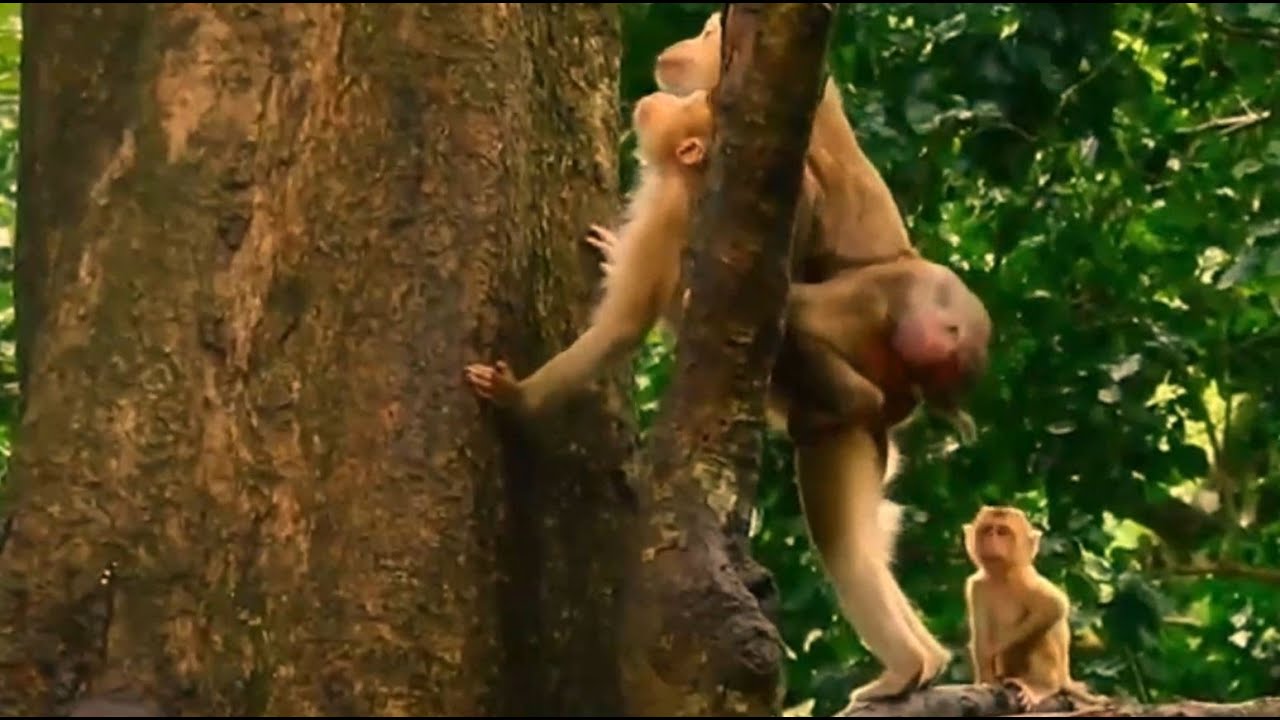 Oops, Hey...hey...oldie Ashley! What are you doing on Katrina monkey? Orphan baby Angela looking at.