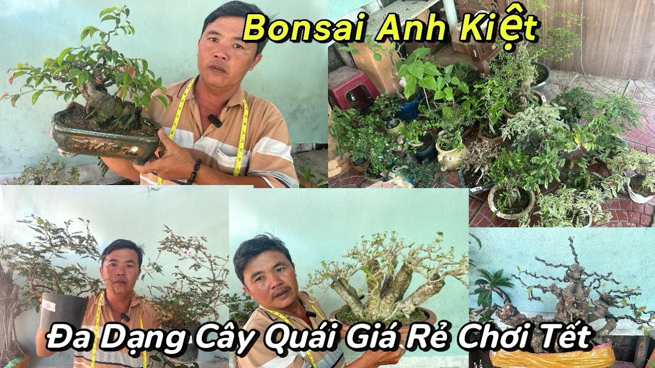 Kiệt: 0369686464. Mai Chiếu Thuỷ, Trinh Nữ, Sanh, Bồ Ngót, Lê Ki Ma, Lộc Vừng
