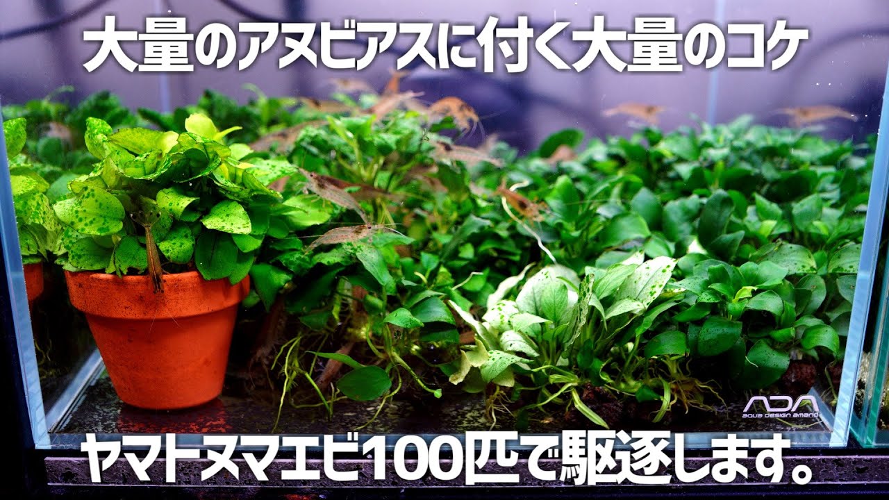大量のアヌビアスがコケで悲惨なことに。頑固なコケにヤマトヌマエビ100匹が挑む。#363【アクアリウム】