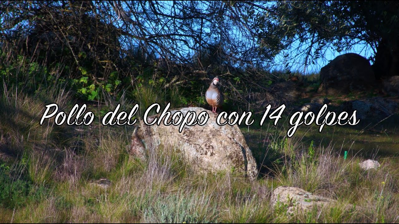 Pollo del Chopo con 14 golpes