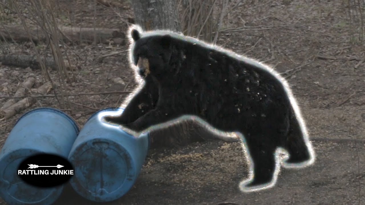 16 BEAR Hunts COMPILATION less than 2 minutes!!!!