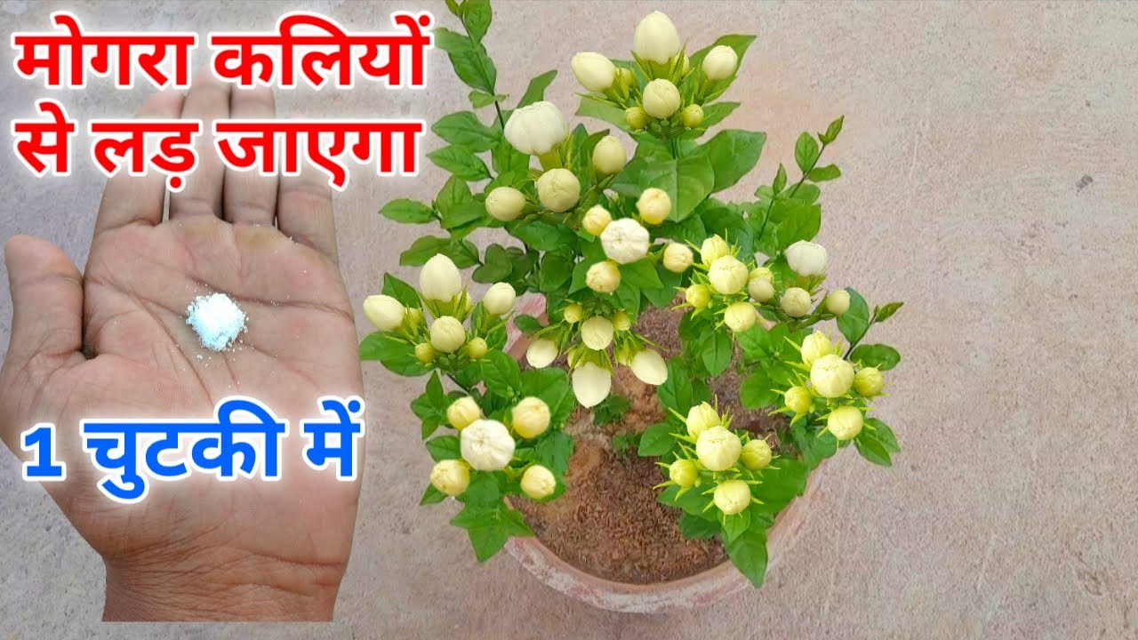 मोगरा लाखों कलियों से लड़ जाएगा |  Mogra Plant Grow and Care Tips | Mogra Plant Fertilizer | Jasmine