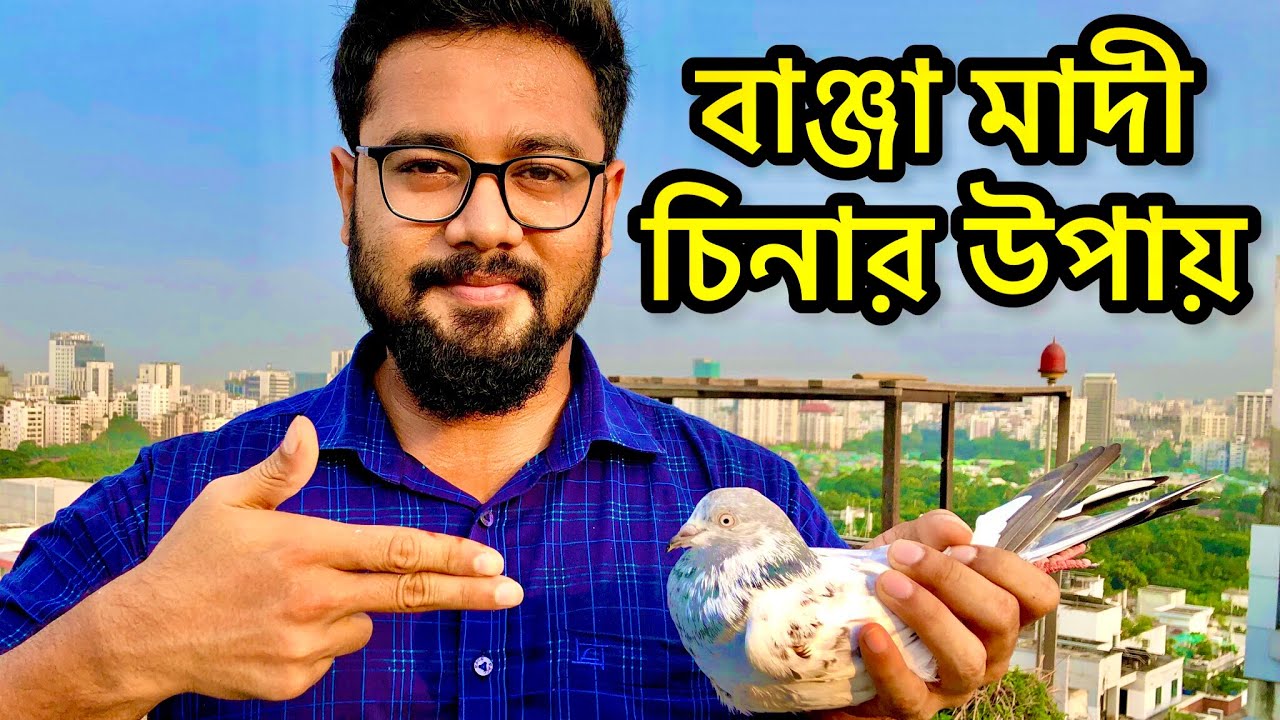 বাঞ্জা কবুতর চেনার সহজ উপায় Banja kobutor Chenar Sohoj Upay  #banja #বাঞ্জাকবুতর#বাঞ্জা zahid & pets