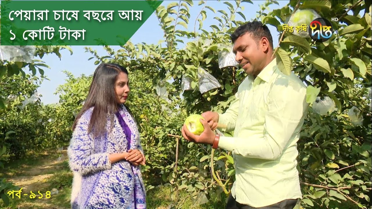 Deepto Krishi/দীপ্ত কৃষি- পেয়ারা চাষে বছরে আয় কোটি টাকা | রাজশাহী | deepto tv